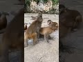 Baby monkeys are so playful dzistic