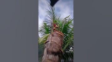 Serindit mikat Di rumah #hobi #hunter #hunting #viral #music