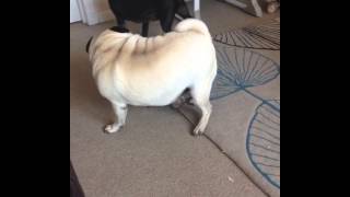 Puppy Tuco Playing With Nanny Pug Moo