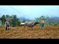 The process of plowing the soil using traction - Plant more peanuts | Đặng Thị Hiền