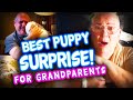 Best Puppy Surprise for Grandparents & Elderly Compilation | Get the tissues | Surprise Puppy React!