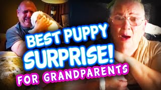 Best Puppy Surprise for Grandparents & Elderly Compilation | Get the tissues | Surprise Puppy React!