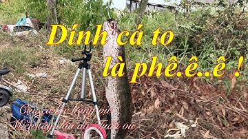 Câu cá - câu cá lóc bằng vịt dính cá to