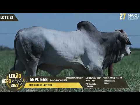 LOTE 21   GGPC 668