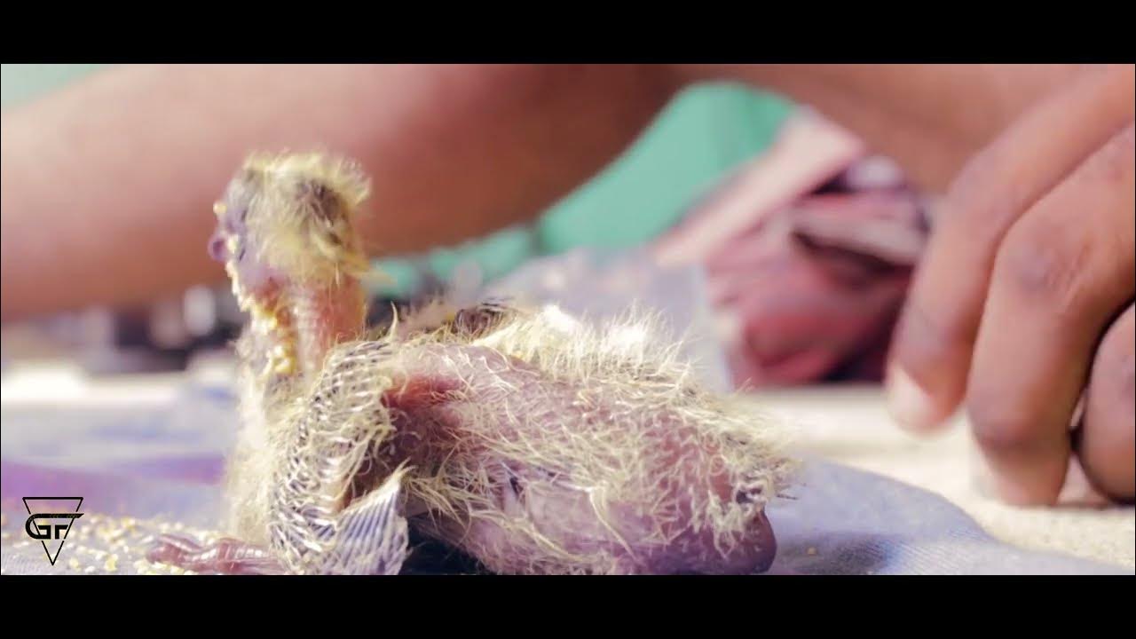 How to feed baby pigeon by hand "bird help" YouTube