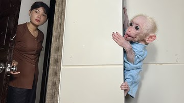 Monkey Xuzi and Mom play hide and seek very funny!