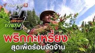 พริกกะเหรี่ยง : ภัตตาคารบ้านทุ่ง (30 พ.ย. 62)