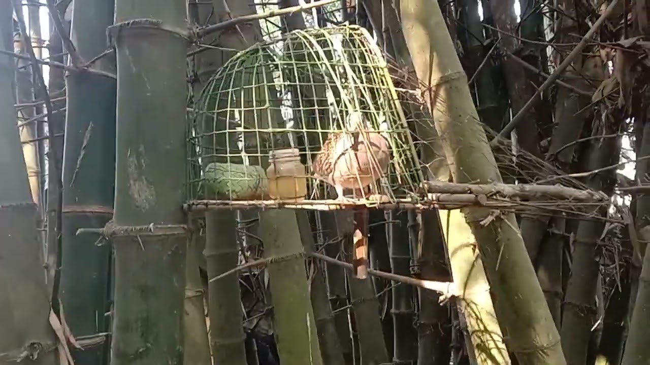 ❤️শিকারি ঘুঘু পাখি বিক্রি হবে কমেন্ট বক্সের নাম্বার দিবেন  শিকারি ঘুঘু পাখির ডাক ❤️