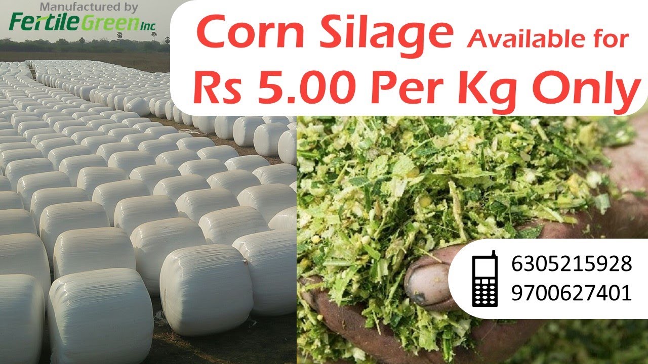 Corn Silage now available for Rs 5.00 per kg. Call 6305215928 YouTube
