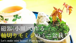 【実生で作る】モミジ盆栽（半年生）磁器（小皿）に穴をあけて植える｜Japanese maple "Plant in a porcelain cup!"／bonsai