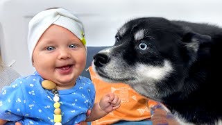 My Dog is Falling in Love With a Baby! Huskies and Cats See a Baby For the First Time