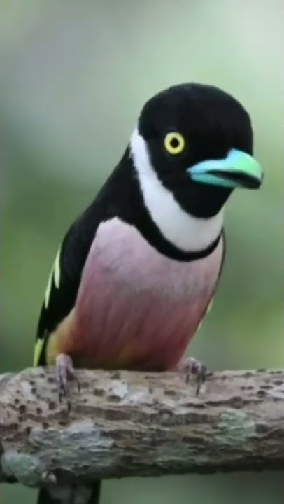 Sempur hujan darat/Black and Yellow Broadbill (Eurylaimus ochromalus)