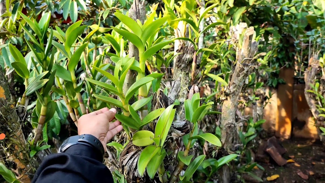 Biar Punya Banyak Anggrek !! Gini Caranya!! Rahasia !