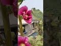sath tera hame har kodam chahiye#shirts#youtubeshorts#flowers#love#song#