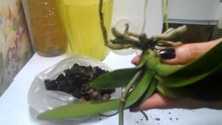 видео Обработка орхидей фитоспорином