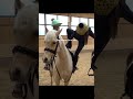 Harlow and lexi vs claudia horsey trend equine equestrian minihorse horse harlowlunawhite