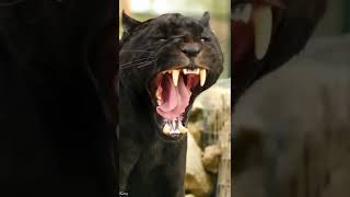 Black Panther|Status|Status King Omkar Wagh Resimi