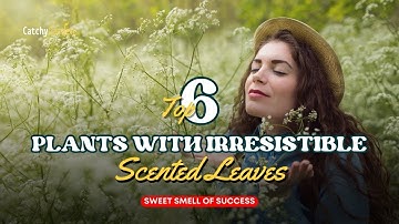 The Sweet Smell of Success: 6 Plants with Irresistible Scented Leaves 🌷🍃🌻