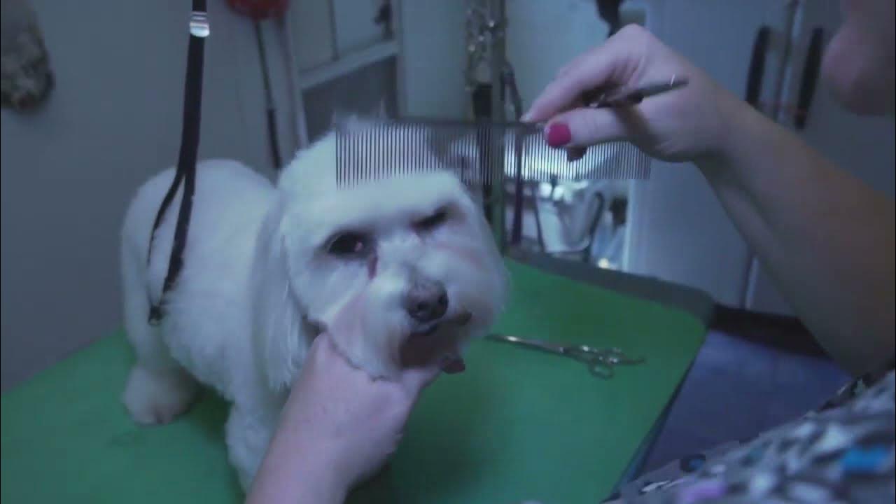 Coton de Tulear Grooming Tutorial YouTube
