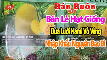 đại lý bán lẻ bán buôn hạt giống dưa lưới hami vỏ vàng nhập khẩu thái lan chính hãng