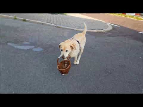 Video: Ein Hund Geht Einkaufen Und Bezahlt Seine Eigenen Lebensmittel
