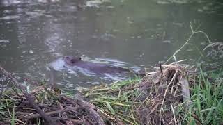 North American Beavers in the mist work on their northern USA dam and a Muskrat moves about below it