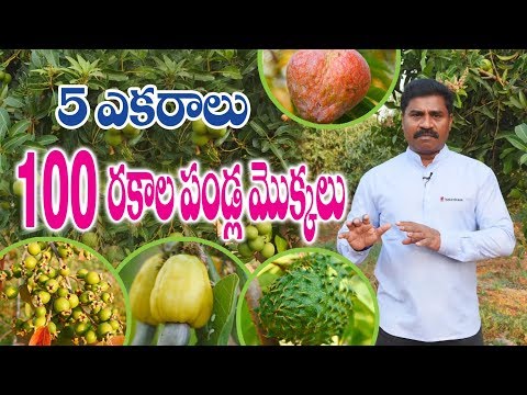 5 ఎకరాల్లో 100 రకాల పండ్ల సాగు - వరంగల్ రైతు విప్లవాత్మక వ్యవసాయం | Sustainable Farming |9703090582