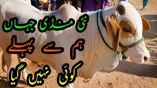 ROJHAN Cow Mandi | Cute Baby Cows & Bulls Collection for Bakra Eid 2022 | Cattle Market Karachi