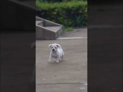 Friendship Puppy And Bird A Beautiful Moment 561 Shorts