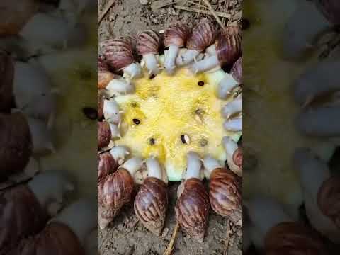 Video: Bagaimana siput berkembang biak? Jenis keong domestik