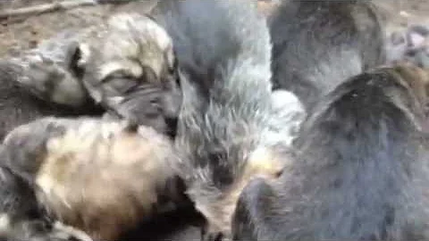 First Look At Mexican Gray Wolf Pups - DayDayNews