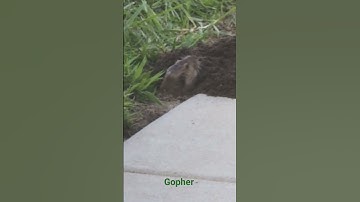 Gopher digging a tunnel.