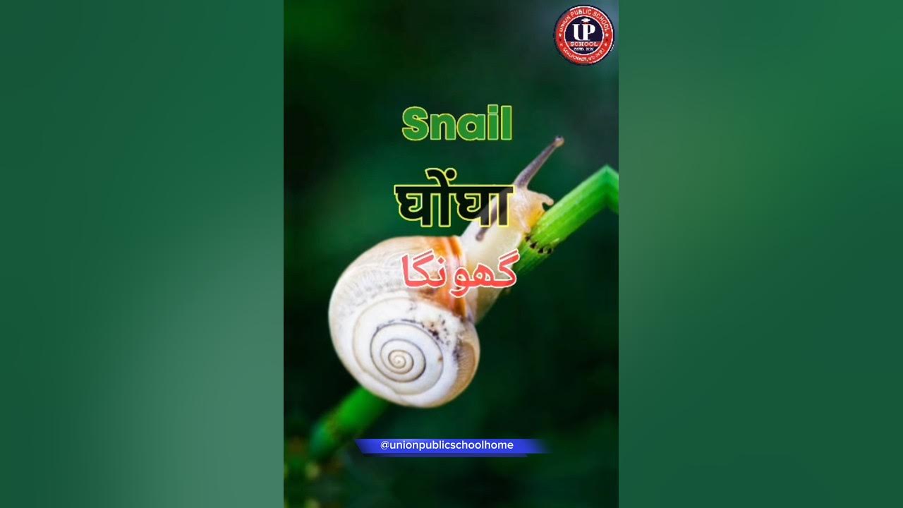 English Vocabulary Insects Name In English, Urdu & Hindi GK Snail
