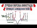 🍇 Обрезка винограда по Гюйо. Лучшая обрезка для поддержания высокого урожая и выбраной формы куста.