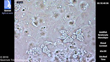 Riveal - Keratocyte Cell Monolayer