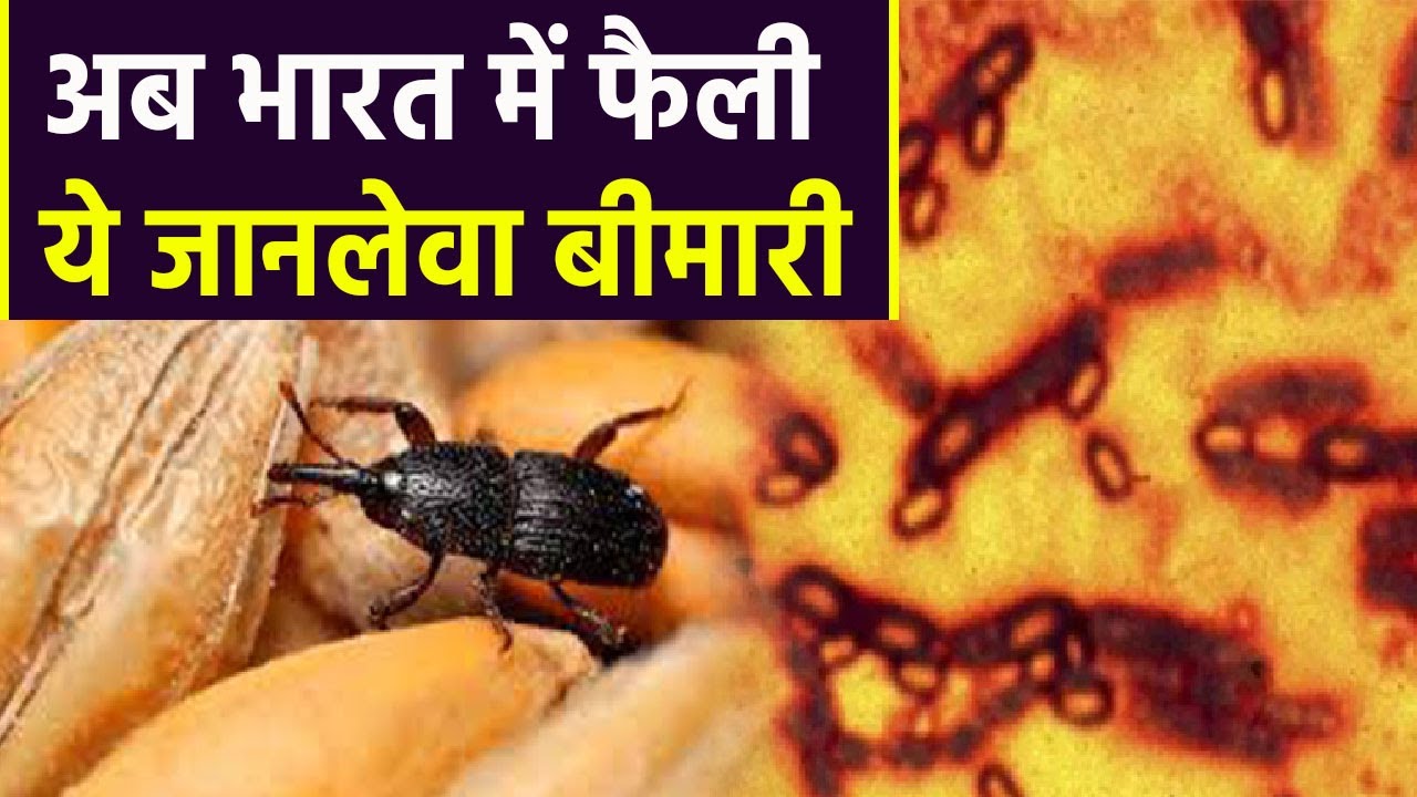 India में जानलेवा Scrub Typhus का खतरा, Symptoms चौंकाने वाले | Boldsky