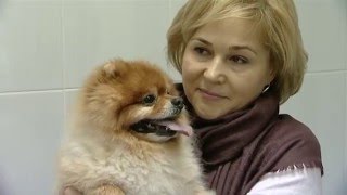 «Лучший по профессии» среди ветеринаров. Новости Мытищи от 21 марта 2016 г. Первый Мытищинский «Лучший по профессии» среди ветеринаров. Новости Мытищи от 21 марта 2016 г. Первый Мытищинский