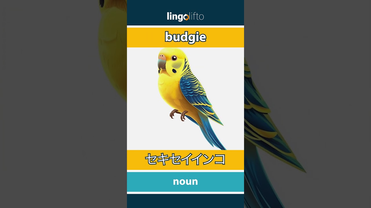 🇬🇧🇯🇵 budgie - セキセイインコ : learn English : 英語を学ぼう