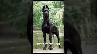 Zobacz jak wyglądają największe psy na świecie (odcinek 5)