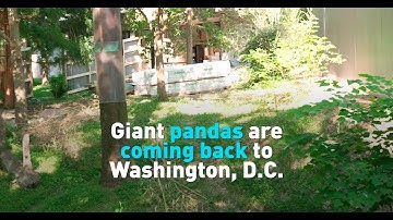 Giant pandas are coming back to Washington, D.C.