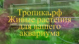 Как я вношу удобрения и какие использую. Воскресная подмена воды.