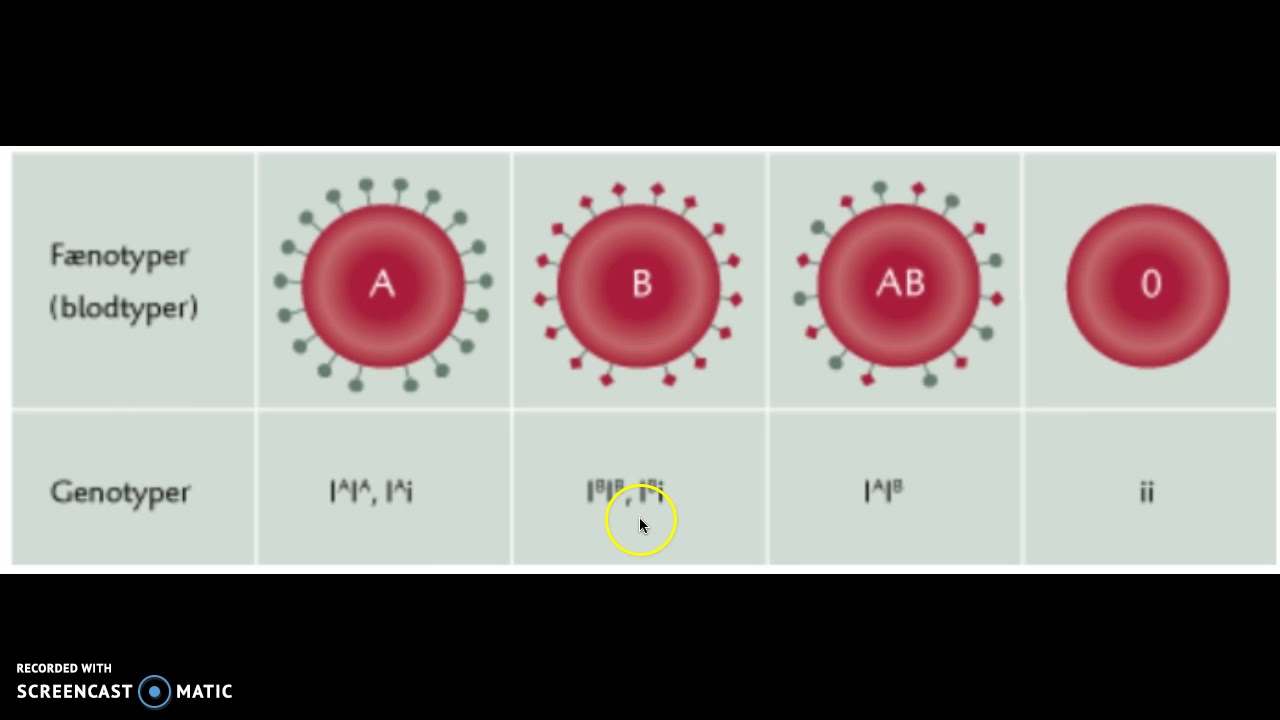 Blodtyper YouTube