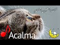 Musica para Tranquilizar seu gato - Acalma e Relaxa! (Testado)