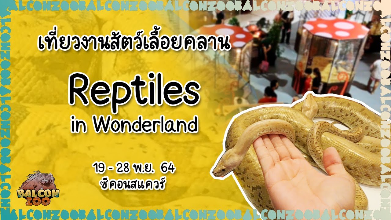 เที่ยวงานสัตว์เลื้อยคลาน Reptiles in Wonderland @ ซีคอนแสควร์ 19 พ.ย. 64 [ BalconZoo ]