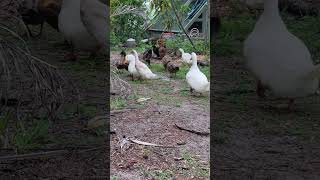 Night Night Quackyard