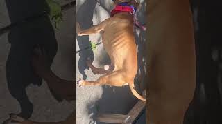 Draco Gaining Weight After Show Season Is Over