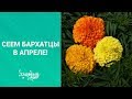 Сорта бархатцев - на любой вкус. Сеем  бархатцы в апреле!