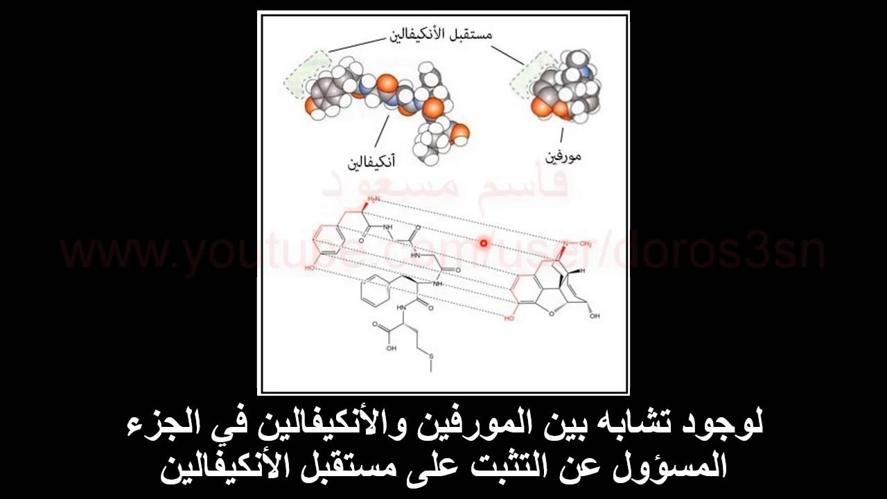 الحصة 20: ملخص وحدة دور البروتينات في الاتصال العصبي (تأثير المخدرات على المشابك)