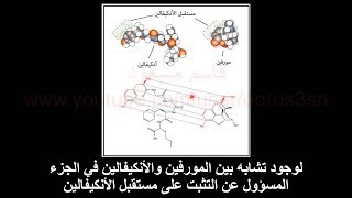 الحصة 20: ملخص وحدة دور البروتينات في الاتصال العصبي (تأثير المخدرات على المشابك)
