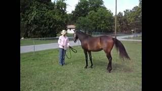 Kelly Masons Beautiful Horses